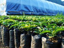 Load image into Gallery viewer, Juan Benitez - Finca La Vistada - Pacas - Washed