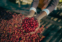 Load image into Gallery viewer, Lalesa - Red Honey