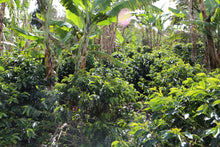 Load image into Gallery viewer, Five local producers - 5 farms - Castillo - Washed
