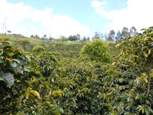 Load image into Gallery viewer, Five local producers - 5 farms - Castillo - Washed