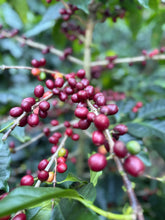 Load image into Gallery viewer, Sigfredo Corado - Los Angeles - Pacamara - Washed