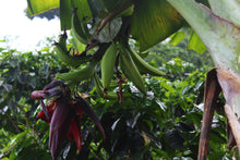 Load image into Gallery viewer, Sebastian Mejia - Finca Gonzalo - Parainema - Honey