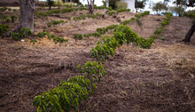 Load image into Gallery viewer, Fundacion Mundo Mujer - Finca Santa Barbara - Striped Red Bourbon - Washed