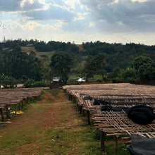 Load image into Gallery viewer, Gemechu Sonora - Natural