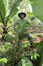 Load image into Gallery viewer, Gemechu Sonora - Natural