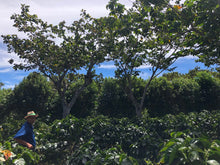 Load image into Gallery viewer, Sigfredo Corado - Los Angeles - Pacamara - Washed