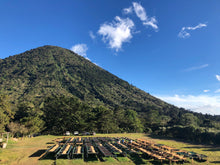 Load image into Gallery viewer, Sigfredo Corado - Los Angeles - Pacamara - Washed