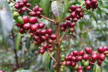 Load image into Gallery viewer, Kelloo Siko #1 - Landrace
