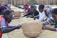 Load image into Gallery viewer, Kelloo Siko #1 - Landrace
