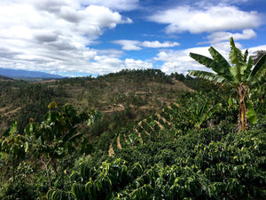 Diana & Hector Ovalle - Finca El Oregano - Caturra - Natural