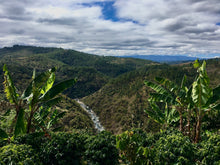 Load image into Gallery viewer, Diana &amp; Hector Ovalle - Finca El Oregano - Caturra - Natural
