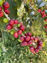 Load image into Gallery viewer, Jose Moreira - Finca El Naranjo - Caturra
