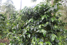 Load image into Gallery viewer, Jorge Lanza - Finca La Huerta - Geisha - Washed
