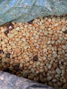 Jose Moreira - Finca El Naranjo - Caturra