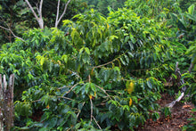 Load image into Gallery viewer, Sebastian Mejia - Finca Gonzalo - Parainema - Honey
