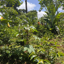 Load image into Gallery viewer, Gemechu Sonora - Natural
