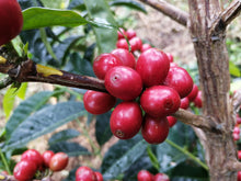 Load image into Gallery viewer, Fundacion Mundo Mujer - Finca Santa Barbara - Striped Red Bourbon - Washed
