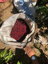 Load image into Gallery viewer, Sigfredo Corado - Los Angeles - Pacamara - Washed
