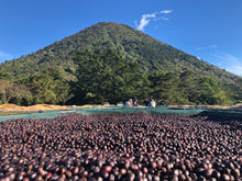 Load image into Gallery viewer, Sigfredo Corado - Los Angeles - Pacamara - Washed
